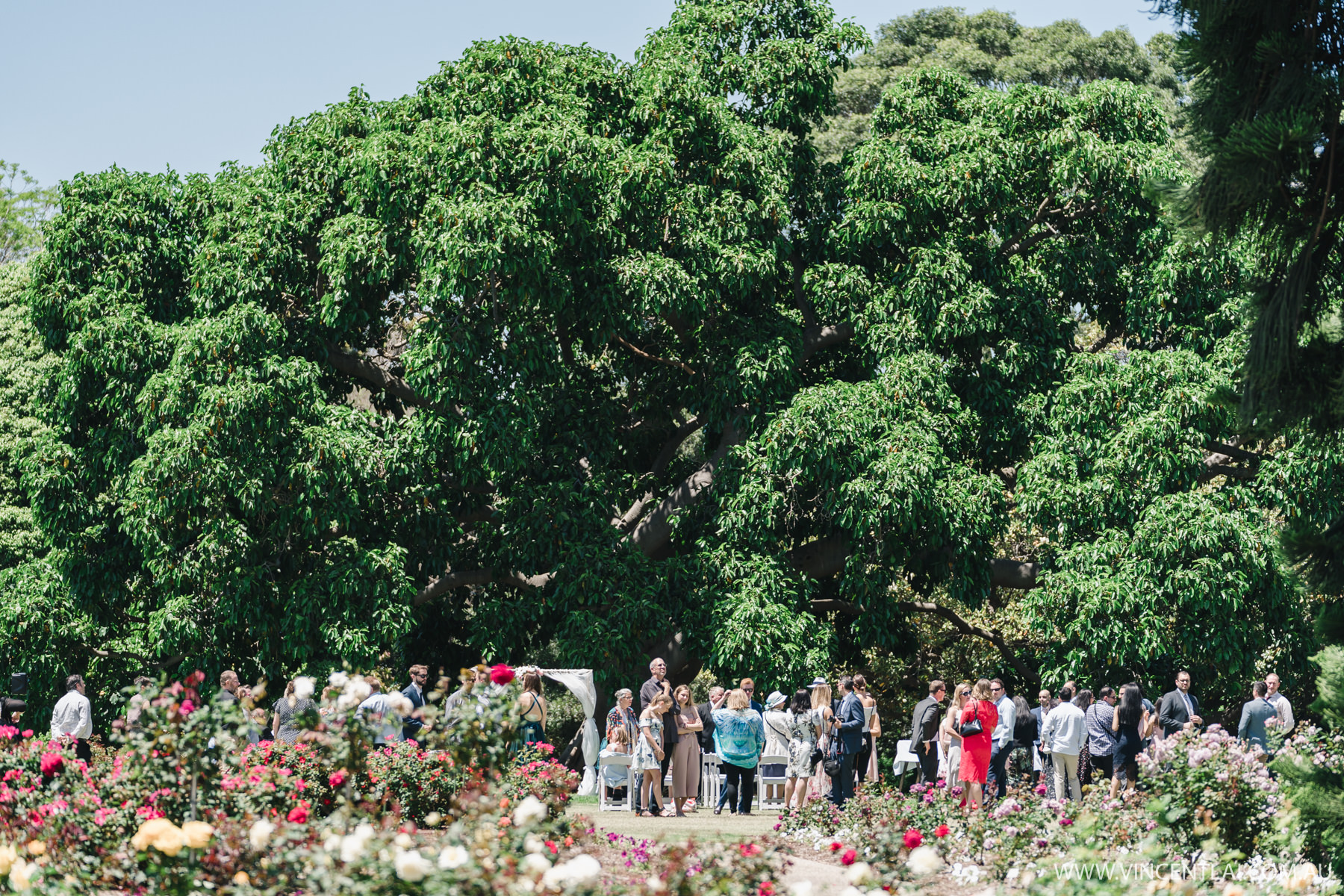 Wedding at Royal Botanic Garden's Rose Garden Pavilion and Lawn